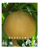 新高　梨